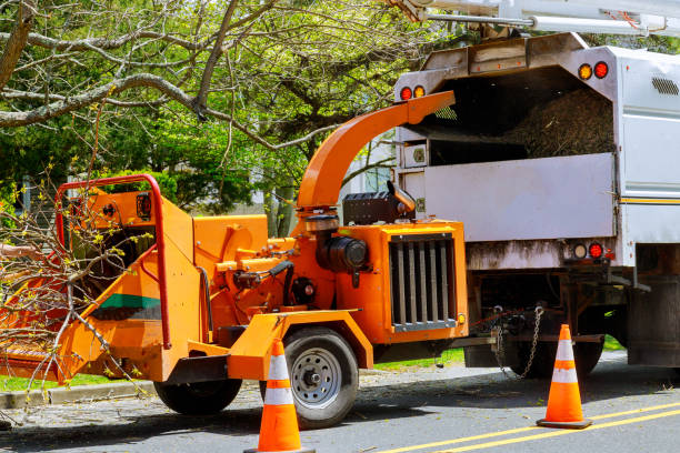 Best Local Tree Services  in East Valley, NV